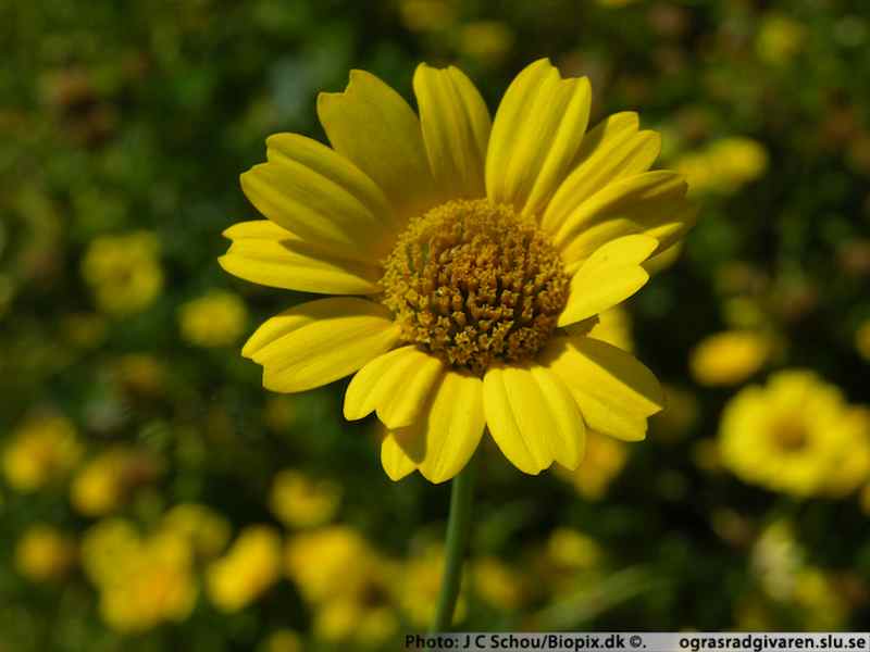 Blomma (2-5 cm), kronblad med urnupen topp.